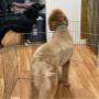 Grooming in kelowna can be fun for dogs at kelowna paw spa. Grooming in kelowna can be fun for dogs at kelowna paw spa.