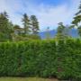 Hedge trimming. It's important to maintain your hedges to avoid the problems associated with overgrown trees. Hedge trimming. It's important to maintain your hedges to avoid the problems associated with overgrown trees.
