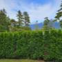 Hedge trimming. It's important to maintain your hedges to avoid the problems associated with overgrown trees. Hedge trimming. It's important to maintain your hedges to avoid the problems associated with overgrown trees.