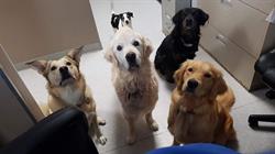 Pine Valley Animal Clinic - Dr. Larry Yelen