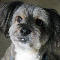 Sprockett's Doggy Day Camp (Sprockett's WEST)