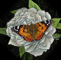The Painted Lady Art Supplies and Framing