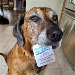 Lakeside Niagara Veterinary Clinic