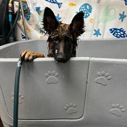 Four Paws Pet Spa & Boutique