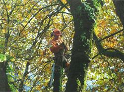Scott's Tree Care ltd.