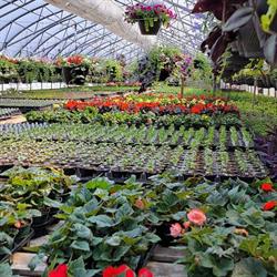 Leray Gardens