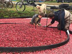 Fort Langley Cranberry Farm