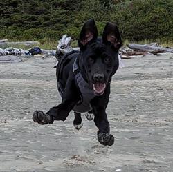Garnet doggy daycare&boarding