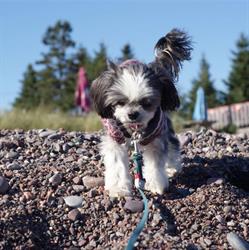 Atlantic Canine Therapy Clinic