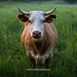 Lower Nicola Meats