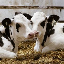 Ferme Marygold