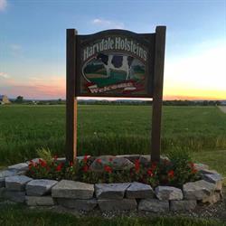 Harvdale Holsteins