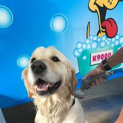 DIY Dog Wash