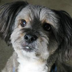 Sprockett's Doggy Day Camp (Sprockett's EAST)
