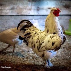 Ferme le rêve de Marie