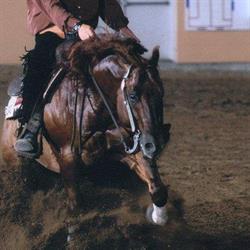Fletcher's Horse World