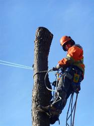 Alex Pol Tree Services