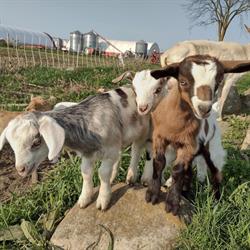 Four Goats Farm