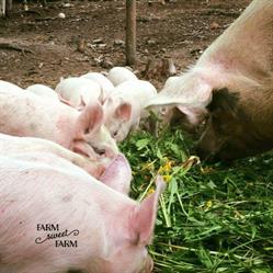 Farm Sweet Farm