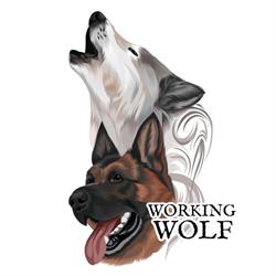 Working Wolf Dog Training