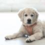 Chien heureux arrivant chez Maître Animalier pour des produits locaux et des soins. Chien heureux arrivant chez Maître Animalier pour des produits locaux et des soins.
