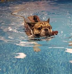 Indoor Dog Pool & Wellness Centre Inc.