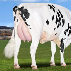 Stanton Farms/Stanton Genetics