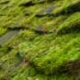 Gutter cleaning Vancouver
Moss removal Vancouver
Roof cleaning Vancouver
Soft wash Vancouver
Skylight cleaning Vancouver
Solar panel cleaning Vancouver
Gutter cleaning Burnaby
Moss removal Burnaby
Roof cleaning Burnaby
Soft wash Burnaby
Skylight clea Gutter cleaning Vancouver
Moss removal Vancouver
Roof cleaning Vancouver
Soft wash Vancouver
Skylight cleaning Vancouver
Solar panel cleaning Vancouver
Gutter cleaning Burnaby
Moss removal Burnaby
Roof cleaning Burnaby
Soft wash Burnaby
Skylight clea
