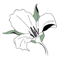 Trillium Wellness & Psychological Services