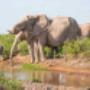 African elephants are majestic, intelligent, & social animals, roaming savannas and forests. They're keystone species, playing a vital role in shaping ecosystems. Unfortunately, they're threatened by poaching and habitat loss.
1866-341-5475 Ext 7844 African elephants are majestic, intelligent, & social animals, roaming savannas and forests. They're keystone species, playing a vital role in shaping ecosystems. Unfortunately, they're threatened by poaching and habitat loss.
1866-341-5475 Ext 7844