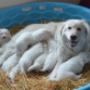 Maremma Indigo Ray of W.A.R. with a litter of her pups Maremma Indigo Ray of W.A.R. with a litter of her pups