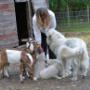 Donna with our Maremma Sheena Maria Chevalier, her pups and baby goats Donna with our Maremma Sheena Maria Chevalier, her pups and baby goats