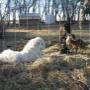 Maremma's, Copper Penny of W.A.R. watching over a maiden Nanny goat has her babies Maremma's, Copper Penny of W.A.R. watching over a maiden Nanny goat has her babies