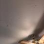 Réparons le plafond avec de la peinture craquelée ou endommagée (Sur la photo, nous voyons un plafond endommagé) Réparons le plafond avec de la peinture craquelée ou endommagée (Sur la photo, nous voyons un plafond endommagé)