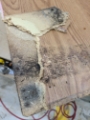 Black Mold Removal Basement Black Mold Removal Basement