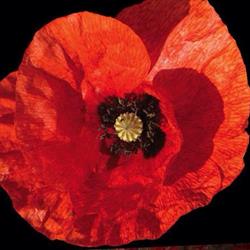 Royal Canadian Legion - Br. 318, Embro, Ontario