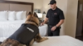 Seaside Pest Control Technician Preparing for K9 Bed Bug Detection Service at Hotel in Vancouver