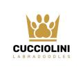 Cucciolini Labradoodles