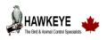 Hawkeye