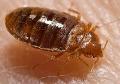 Bugged Out!