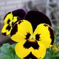 Mary Llewellyn